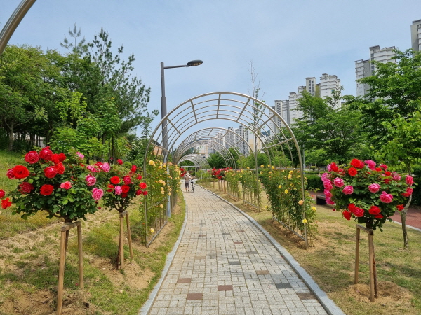 크기변환_사본 -다 같이 걷자_ 장미 산책길!-산림녹지과(사진2).jpg