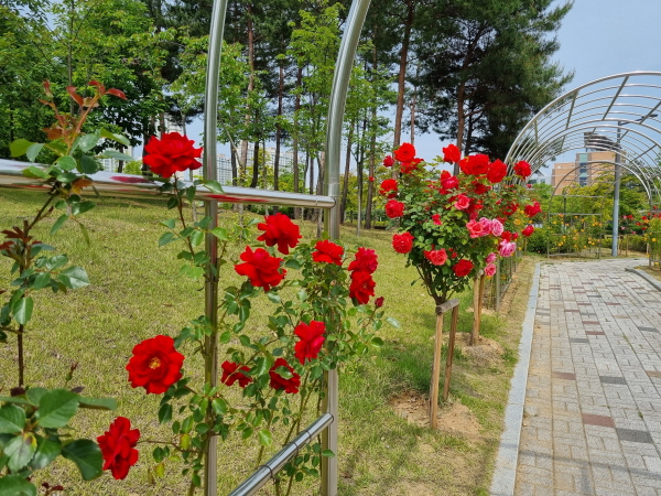 크기변환_사본 -다 같이 걷자_ 장미 산책길!-산림녹지과(사진3).jpg