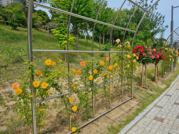 크기변환_사본 -다 같이 걷자_ 장미 산책길!-산림녹지과(사진1).jpg