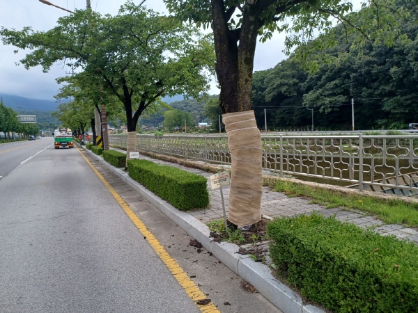 크기변환_김천시, 벚나무 병해충 방제와의 전쟁-산림녹지과(사진2).jpg