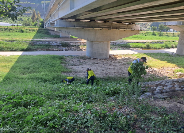 크기변환_김천시, 가시박 등 생태계 교란 식물 퇴치 사업 실시-환경위생과(사진2).jpg