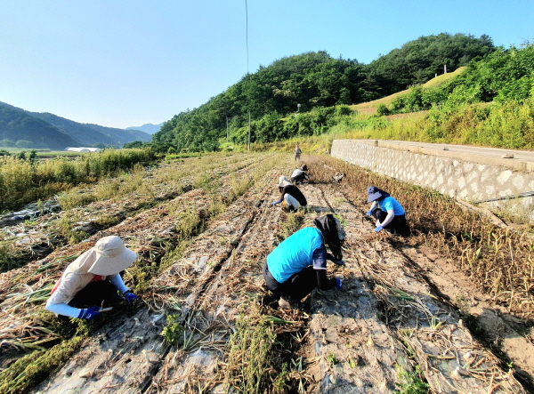 크기변환_부항면  농업인 양파 수확에 구슬땀-부항면(사진2).jpg