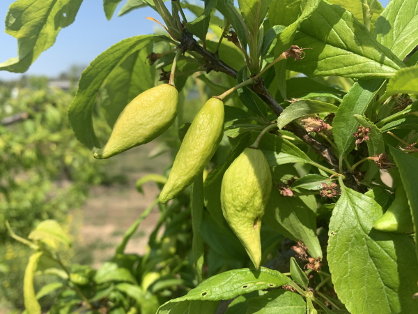 크기변환_김천시, 자두 주머니병 발생 우려… 적기 방제 당부-기술지원과(사진_발병모습).jpg