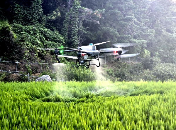 크기변환_김천시, 드론 활용 농작물 「스마트 방제」로 농촌 일손 돕는다-기술지원과(사진2_벼방제).jpg