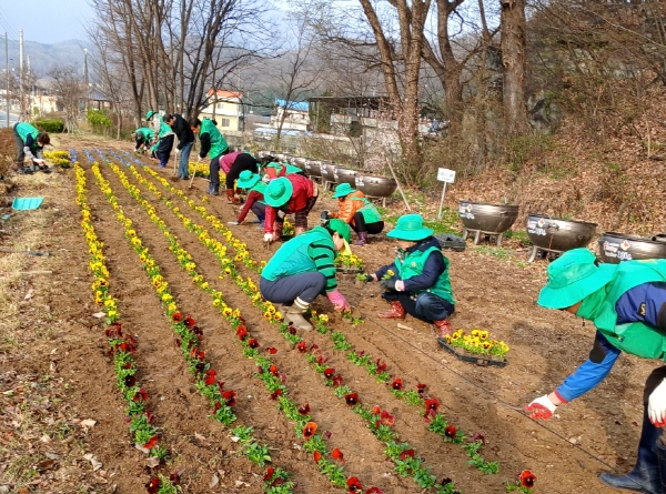 크기변환_꽃으로 물든 대항면  새마을 손길로 봄을 심다-대항면(사진1).jpg