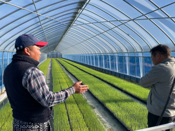 크기변환_김천시, 기후위기 뚫은 ‘스마트 공정 육묘’ 양파 생육 격차로 증명-기술지원과(사진1).jpg