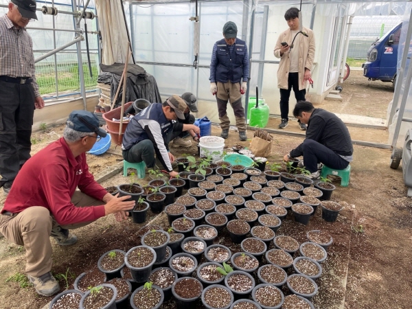 크기변환_김천시, 호두나무 묘목 생산 기술 현장설명회 개최-산림과(사진2).jpg